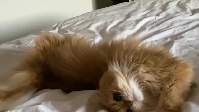 Cat plap