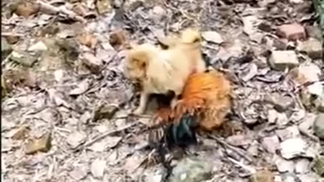 Chicken VS Dog Fight - Funny Dog Fight Videos