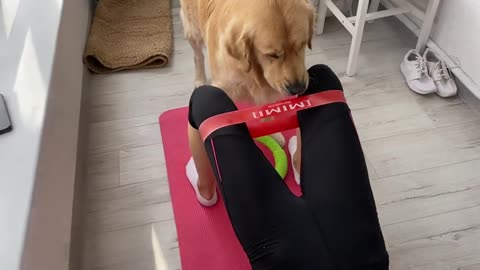 What My Dog Does When I Workout