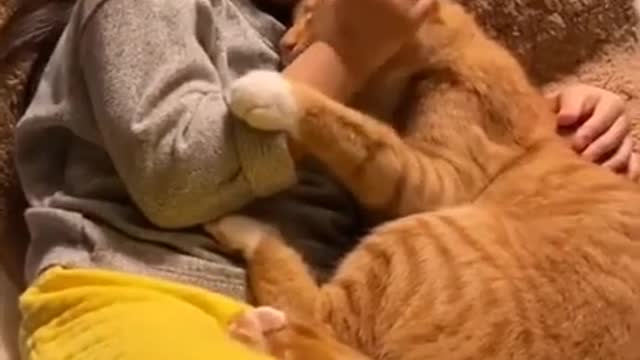 Mama Cat Takes Back Crying Kitten From Toddler