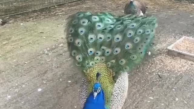 Peacock