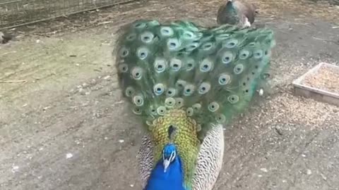 Peacock