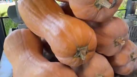 Making butternut squash rolls