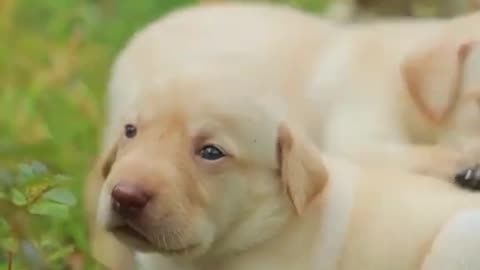 Ultimate Baby Dogs - Cute and Funny Dog Videos Compilation #shorts