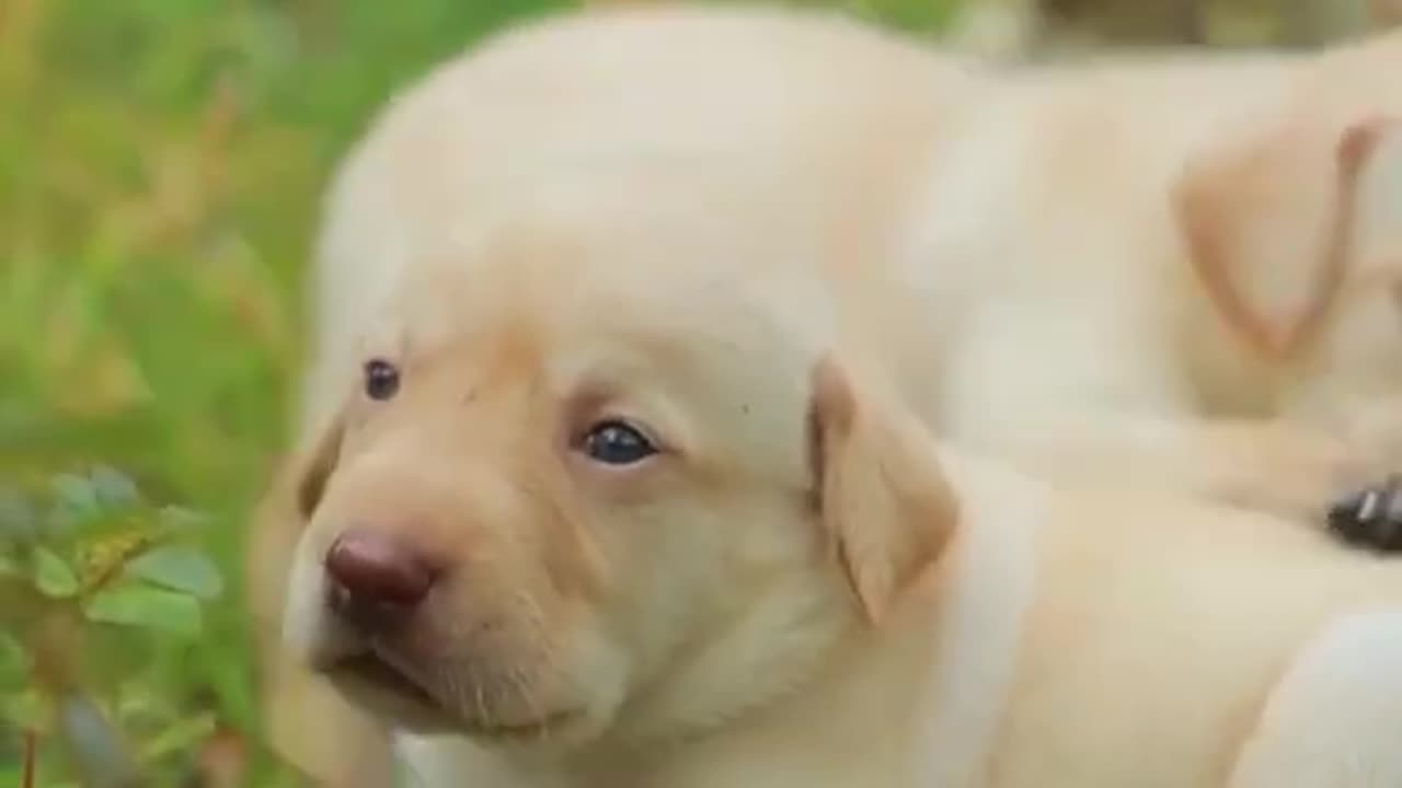 Ultimate Baby Dogs - Cute and Funny Dog Videos Compilation #shorts