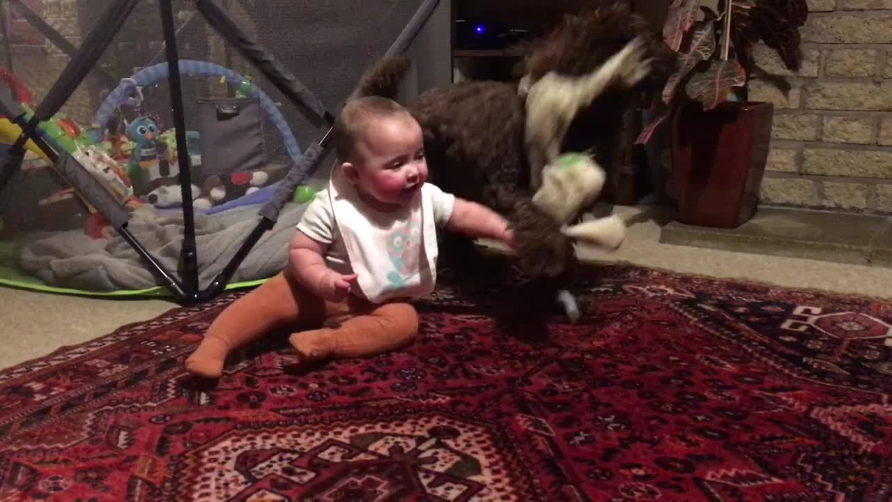 Baby Girl And Labradoodle Fight Over A Stuffed Rabbit