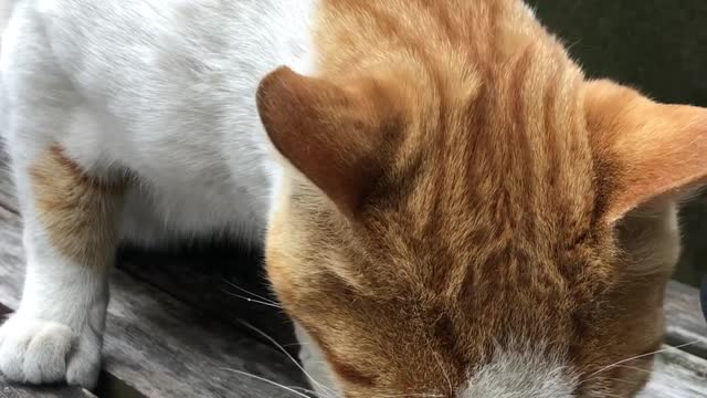 Cute cat eating snacks