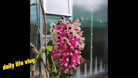 Beautiful orchid | Daily life vlog