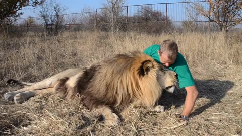 Huge Lion Runs FOR HUGS.