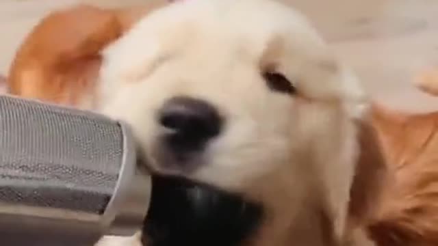 Man testing massage machine on his dog