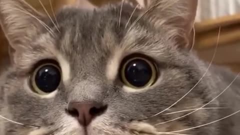 The end is so funnyFollow for more ️ #cats #tiktokcats #cat