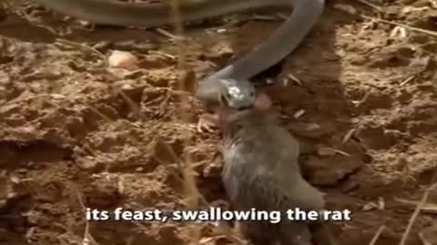 You Won't Believe Your Eyes: This Snake Devours a Rat Whole!"