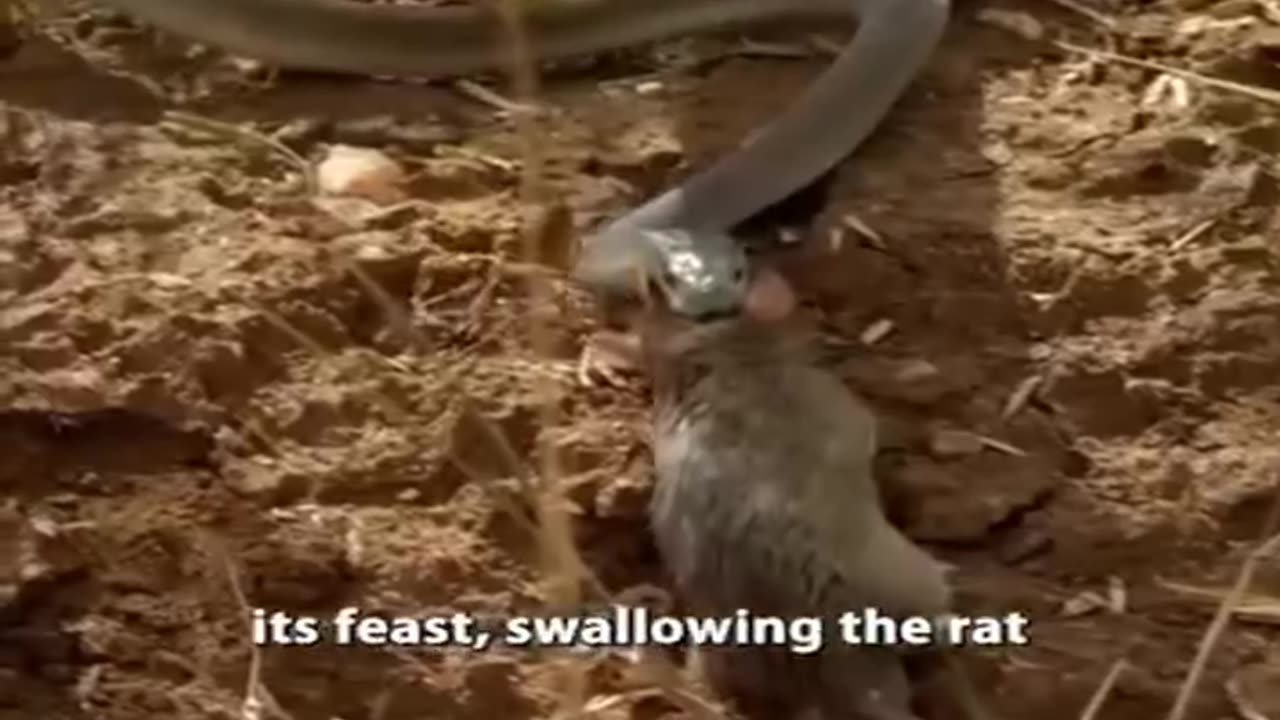 You Won't Believe Your Eyes: This Snake Devours a Rat Whole!"