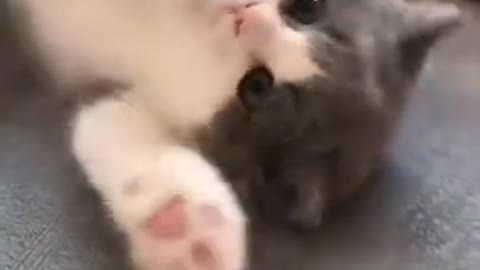 funny cat videos