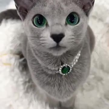 What would you name this cat?