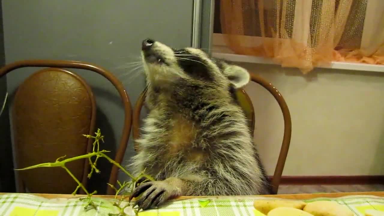 raccoon eating grapes with his hands