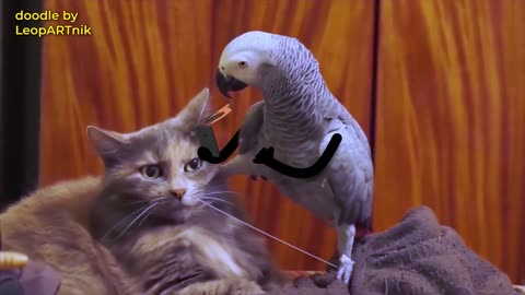 Parrot play like Twinkle, Twinkle - Sorry Cat