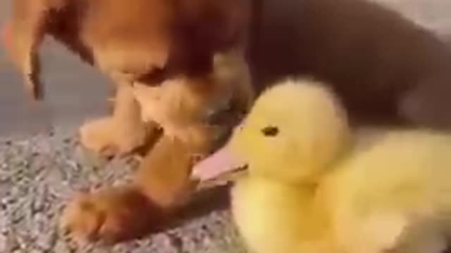 A small cute dog and its friend...Is that a real duck? or a toy?