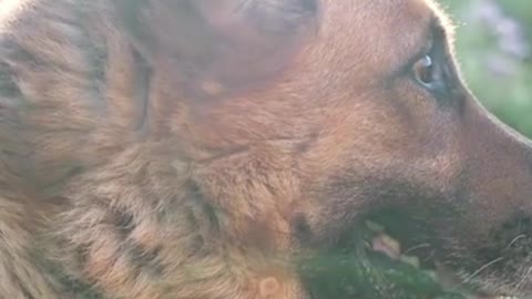 best randomly funny video #2 funniest dog 2022