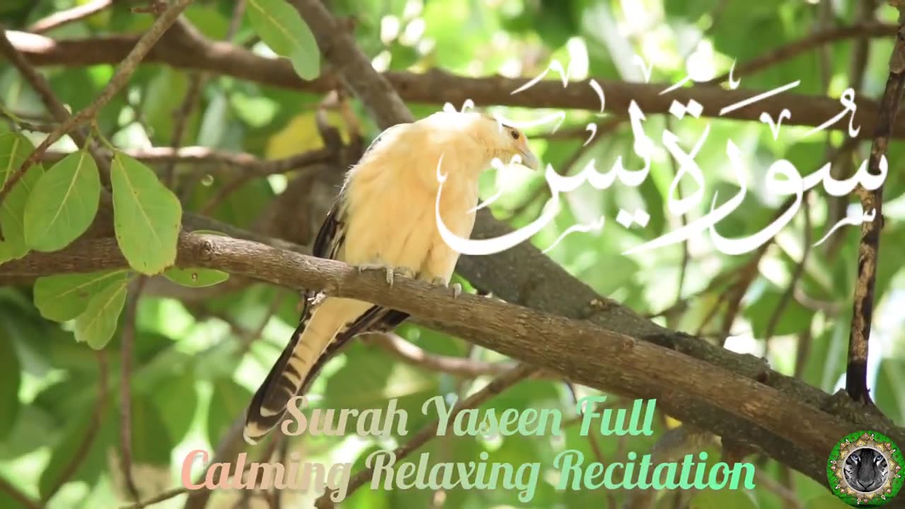 Surah Yasin || Surah Yaseen Relaxing Beautiful Recitation