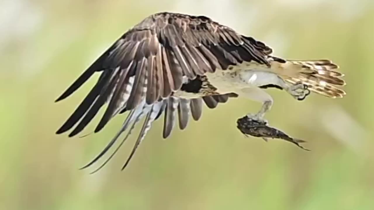 Wildlife