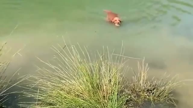 Cute Funny Compilation
