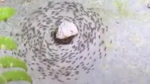 ANTS GOING AROUND LIKE A RITUAL.
