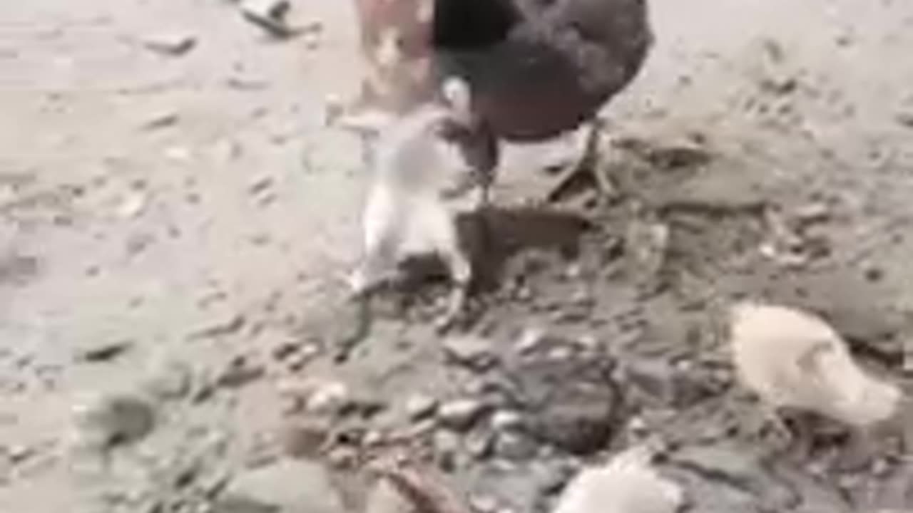 All animals funny video😀😁🤣😃😄