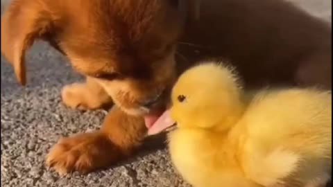 German shepherd puppy meets baby Duckling for the First Time