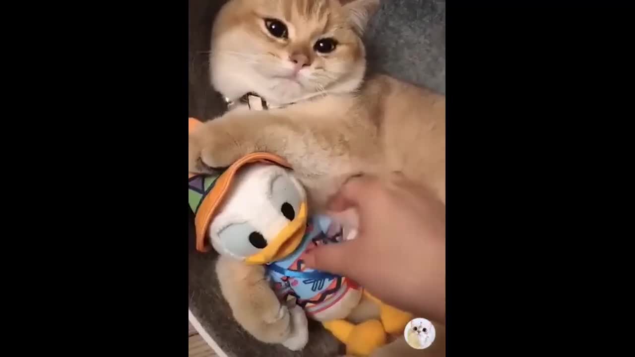 FUNNY CATS COMPILATIONS 1