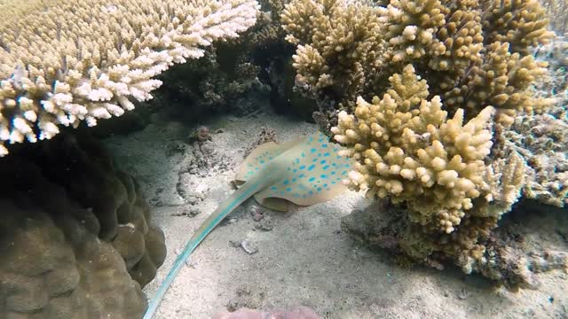 beautiful scuba diving view and relaxing music