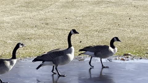 Geese walking on water