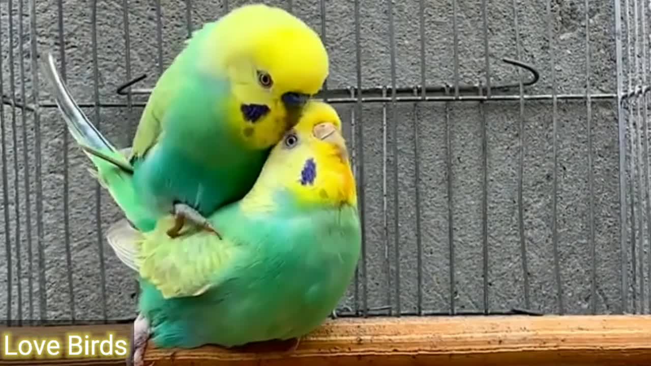 LOVE 💕💕🦜🦜BIRDS🦜🦜Nice...