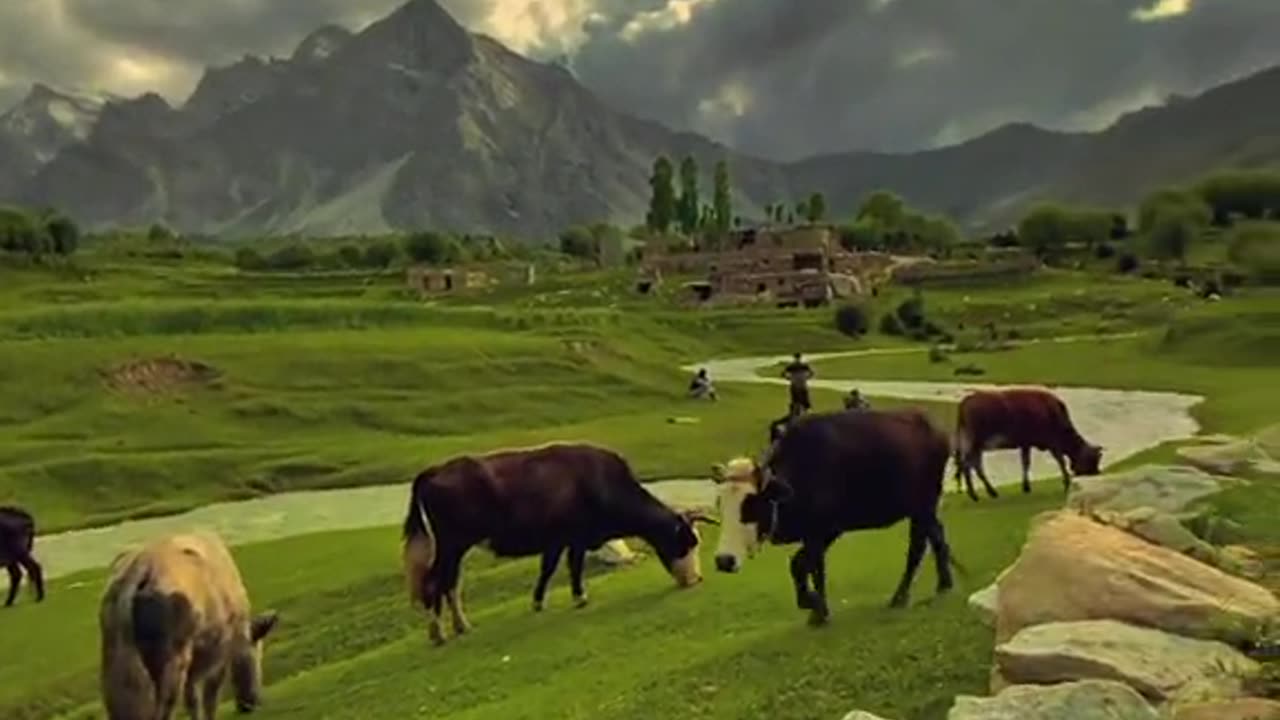 Real Beauty of Northern Areas Pakistan Forest