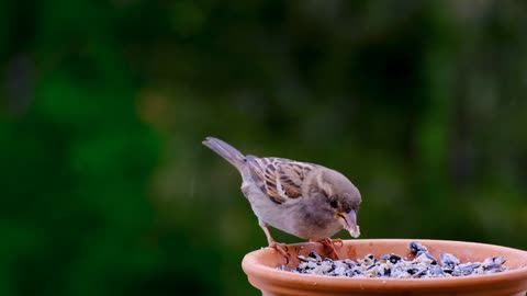 Little bird playing