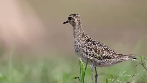 Wildlife is in closer view with a natural perspective.