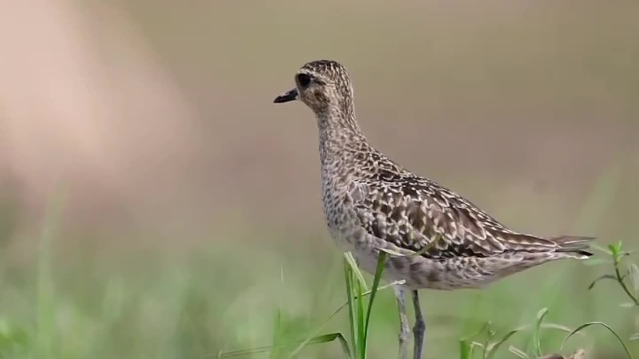 Wildlife is in closer view with a natural perspective.