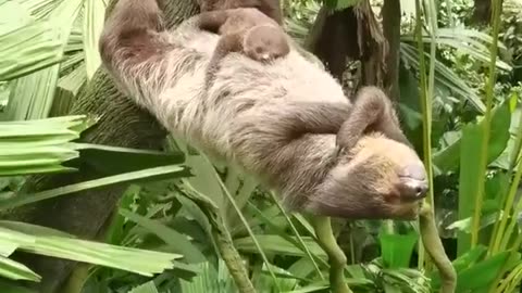 A sleeping sloth and her baby 😍