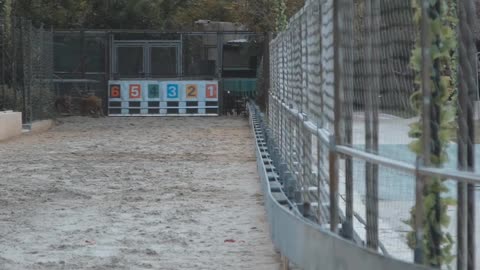 cheetah amazing speed