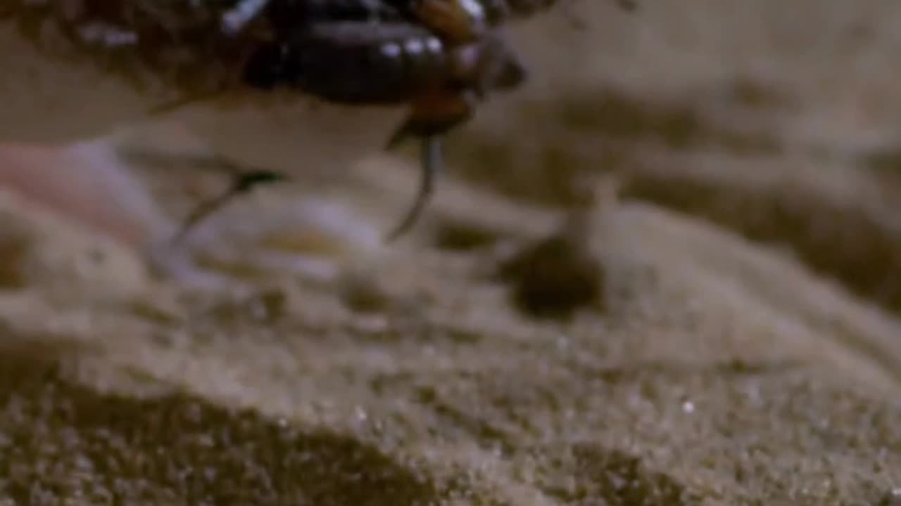 Observa cómo este extraño pez de arena compite por una presa