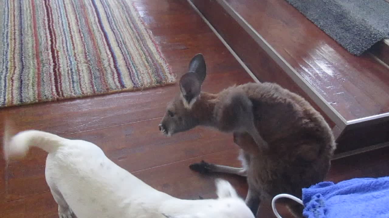 Attentive Kangaroo Joey Grooms Chihuahua Friend