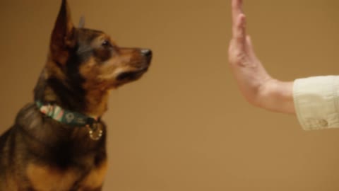 Dog and a Person's Hands Doing High Five