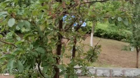 Birds can still be seen on the trees in the park after a rainy day