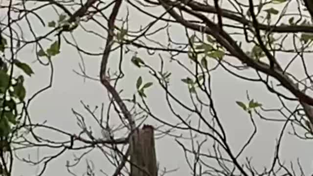 Pileated Woodpecker in the wind