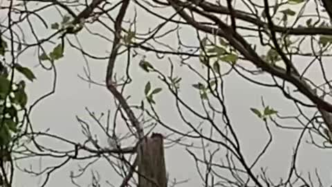 Pileated Woodpecker in the wind