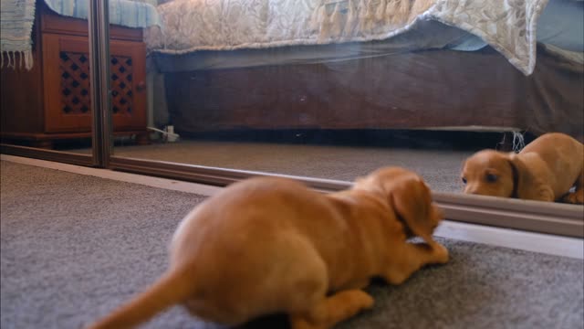 DOG PLAY WITH ITS REFLECTION IN THE MIRROR