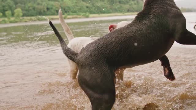 two dog river the watwr fight