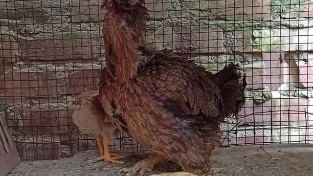 Chicks with mother hen