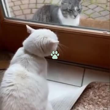 BEST 2021 FUNNIEST kitty's and puppie's