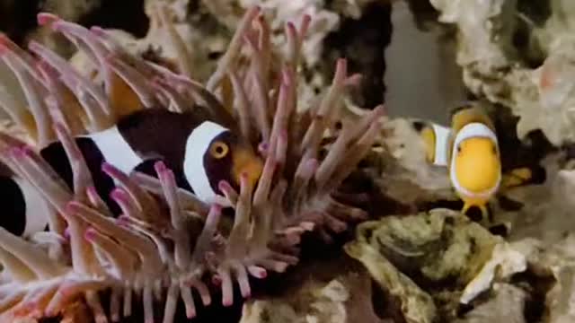 nemoandemo#clownfish